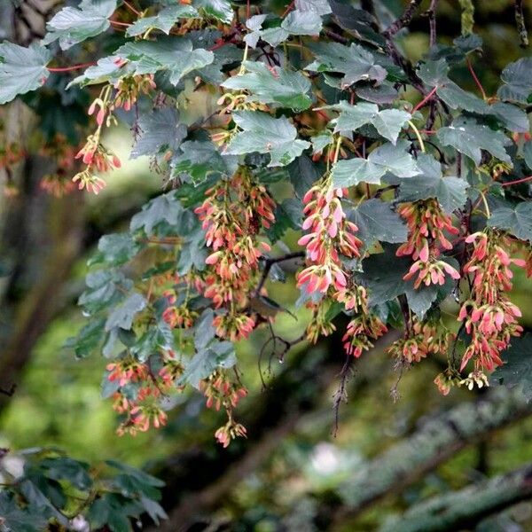 Acer tataricum Квітка