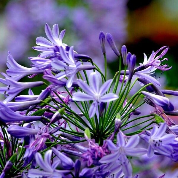 Agapanthus africanus Costuma