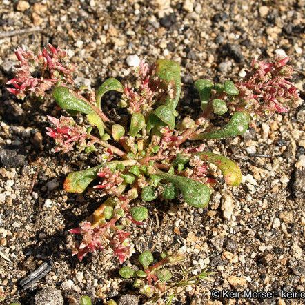 Calyptridium monandrum Habit