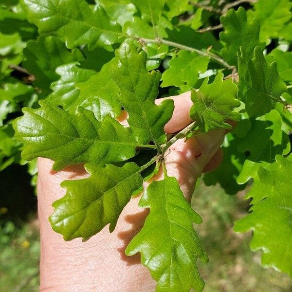 Quercus pubescens Folio