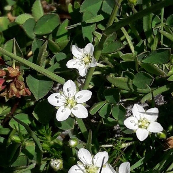 Arenaria biflora 花