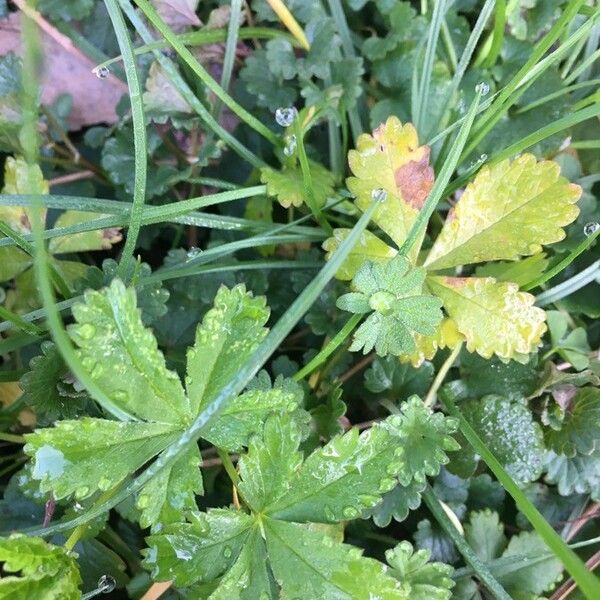 Potentilla reptans ഇല