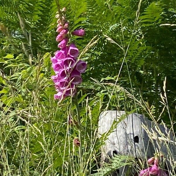 Gladiolus imbricatus Blüte