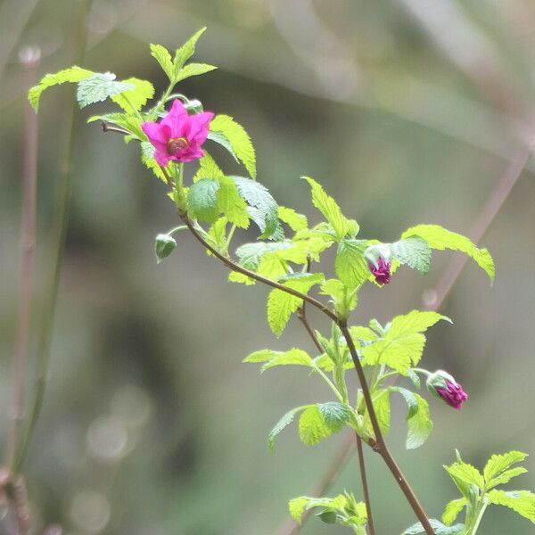 Rubus spectabilis फूल