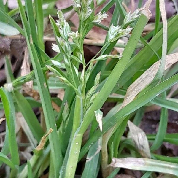 Poa annua Blomst