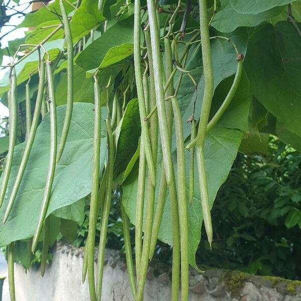 Catalpa speciosa Plod