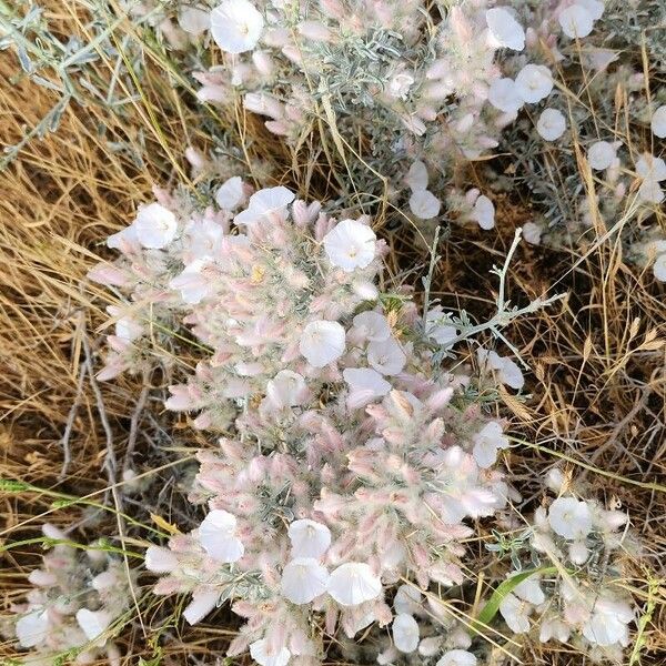 Convolvulus acanthocladus 整株植物