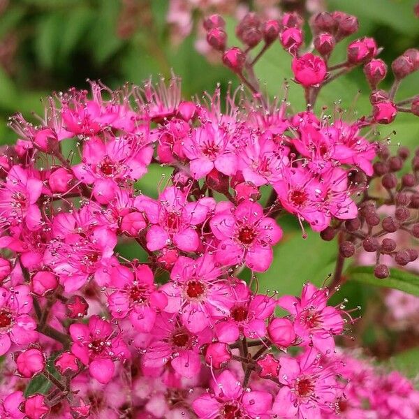 Spiraea japonica 花