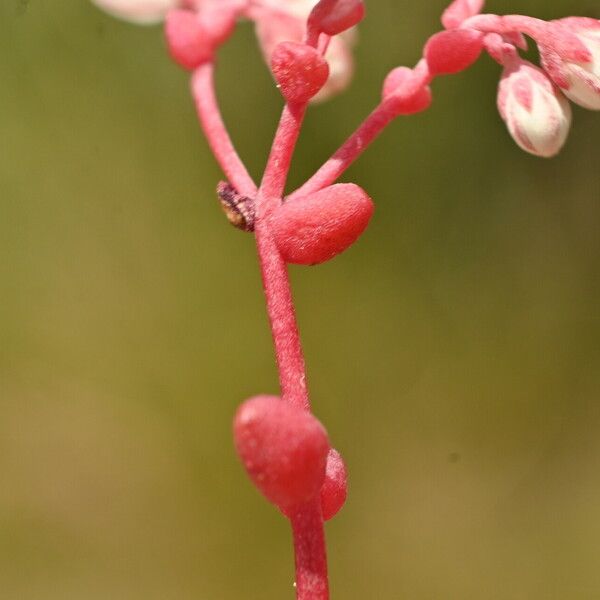 Sedum brevifolium Leaf