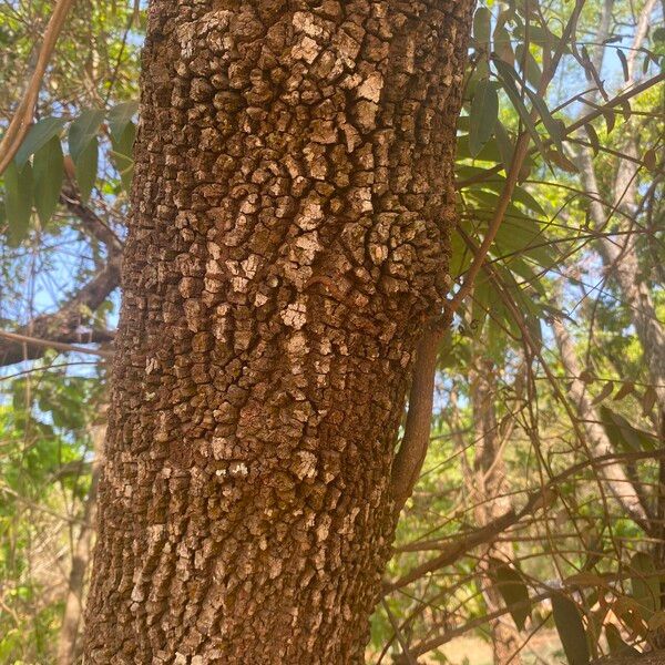 Xylopia aromatica Bark