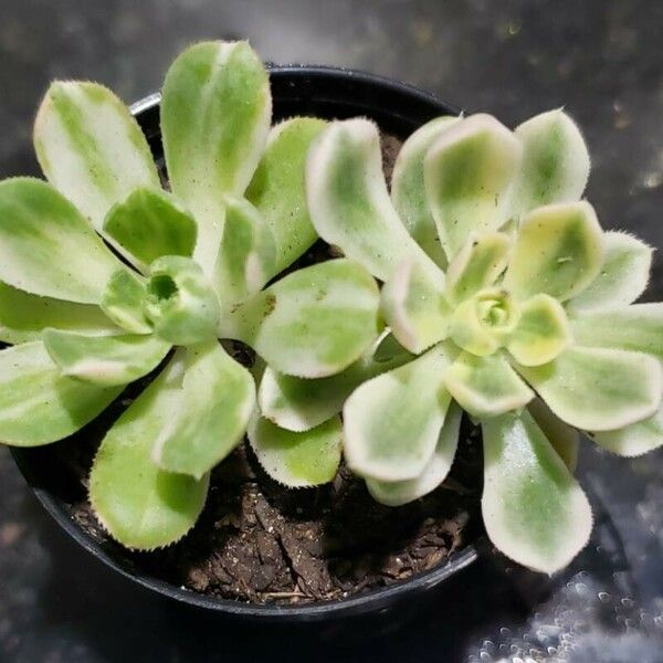 Aeonium castello-paivae Foglia