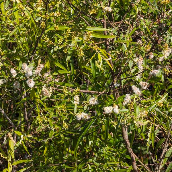 Salix caroliniana Fruit