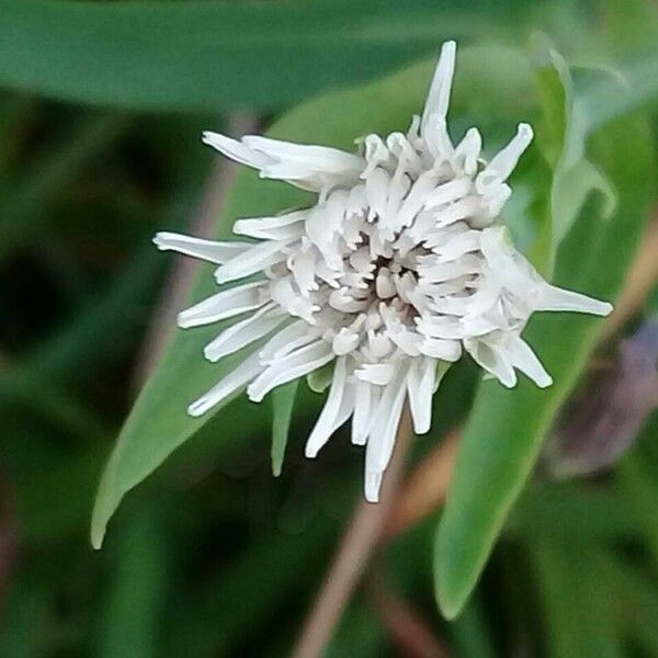 Hypochaeris albiflora Kvet