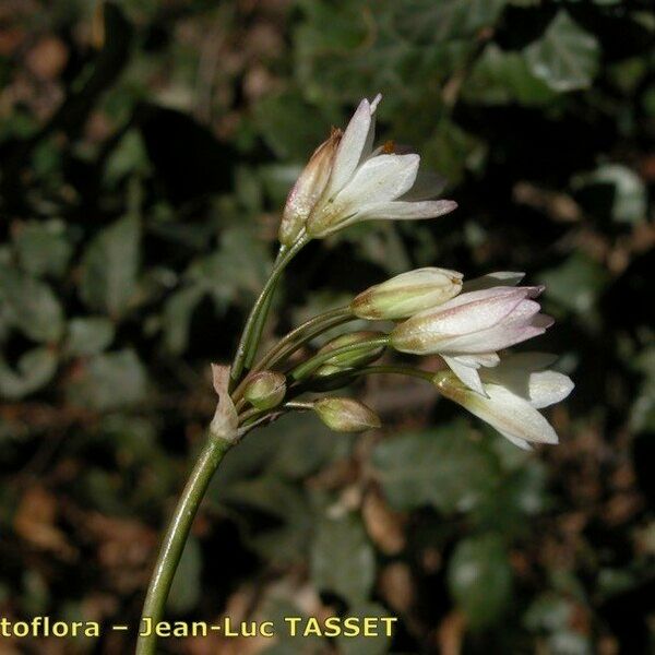 Nothoscordum borbonicum Flower