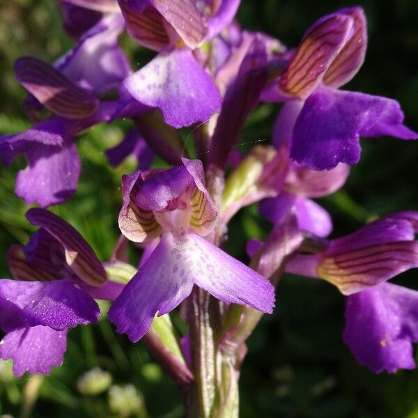 Anacamptis morio 花