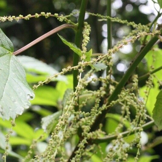 Boehmeria japonica Flower