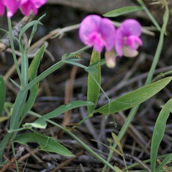 Lathyrus latifolius Feuille