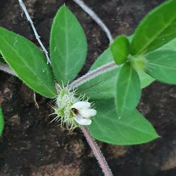 Blepharis maderaspatensis Flor