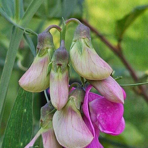 Lathyrus latifolius Lorea