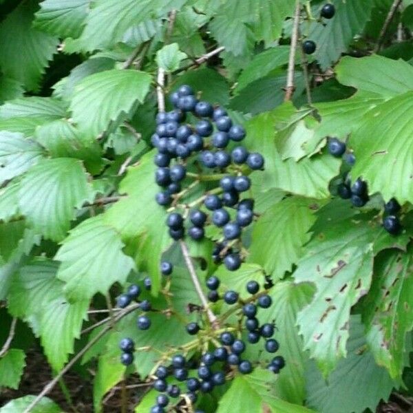 Viburnum dentatum Fruit