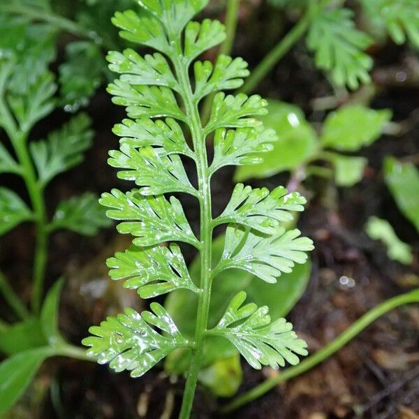 Asplenium theciferum Лист