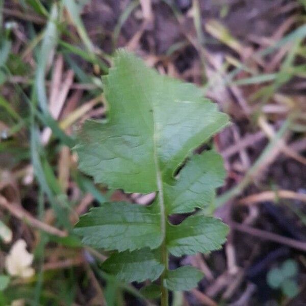 Raphanus raphanistrum Leaf