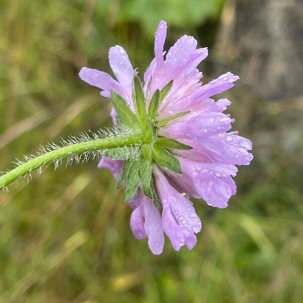 Knautia arvensis Blomst