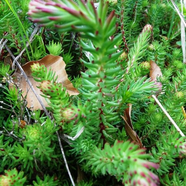 Petrosedum rupestre Feuille