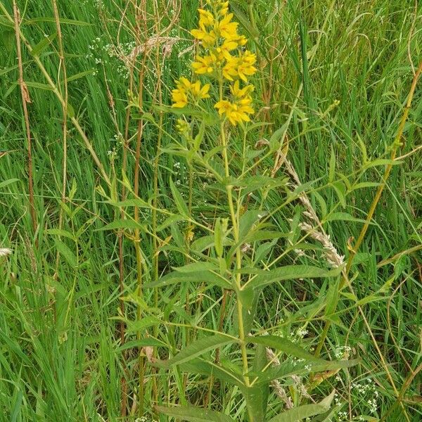 Lysimachia vulgaris Hábito