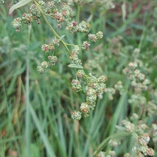 Atriplex littoralis Fiore