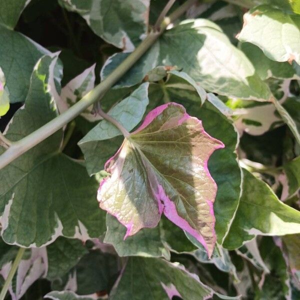 Ipomoea batatas Leaf