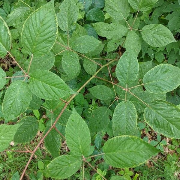 Rubus canadensis Leaf