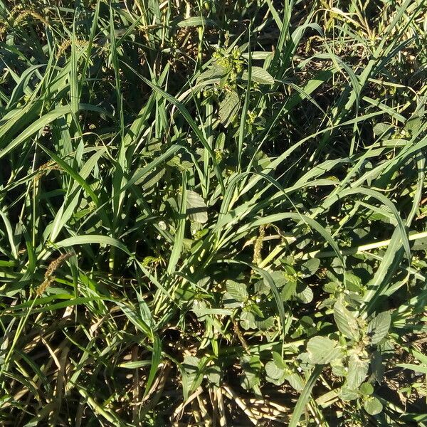 Caperonia castaneifolia Habit