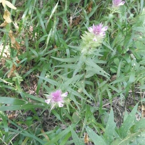 Melampyrum arvense Blomst