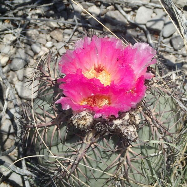 Echinocactus horizonthalonius Cvet