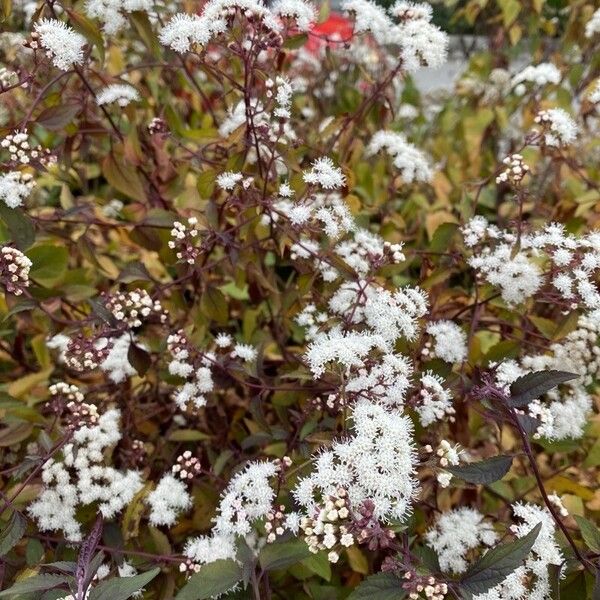 Ageratina adenophora Kvet