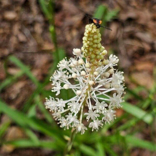 Amianthium muscitoxicum Цвят