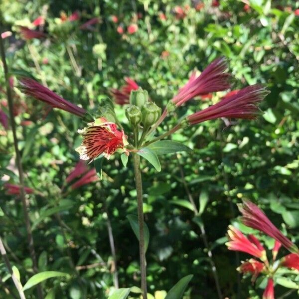 Alstroemeria psittacina Flor