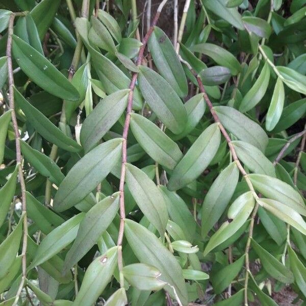 Dendrobium crumenatum Leaf