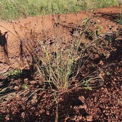 Aristida adscensionis Blüte