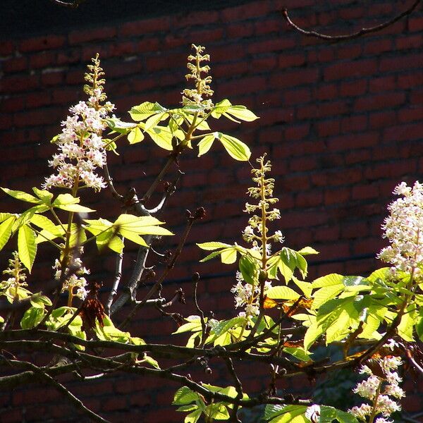 Aesculus turbinata Flower