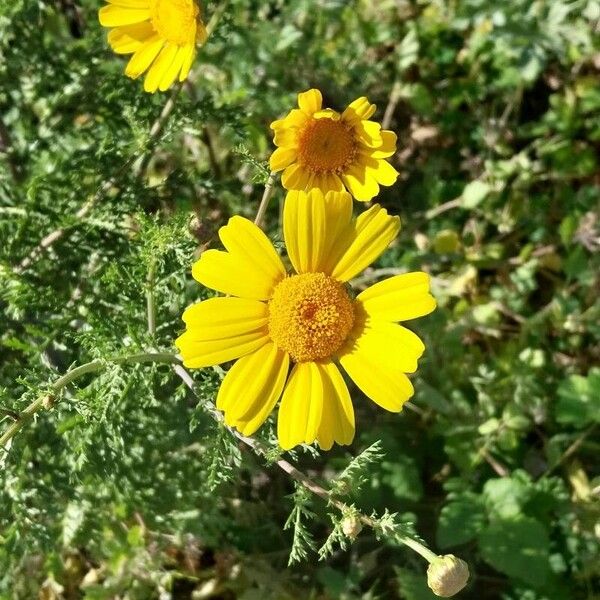 Anacyclus radiatus Flower