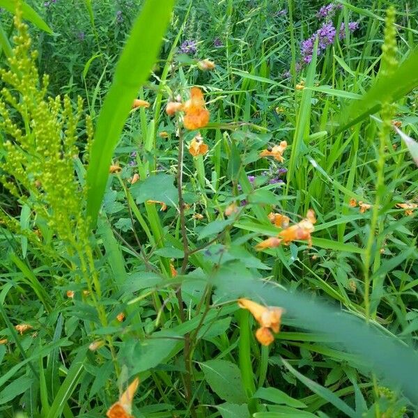 Impatiens capensis Цвят