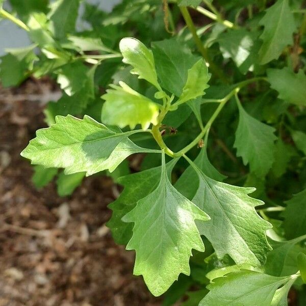 Baccharis halimifolia Fulla