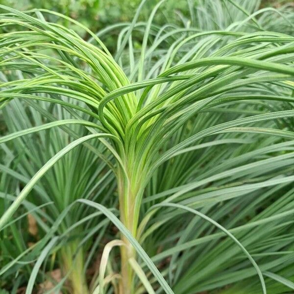 Asphodeline lutea Frunză