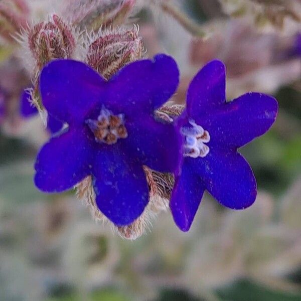 Anchusa officinalis Flower