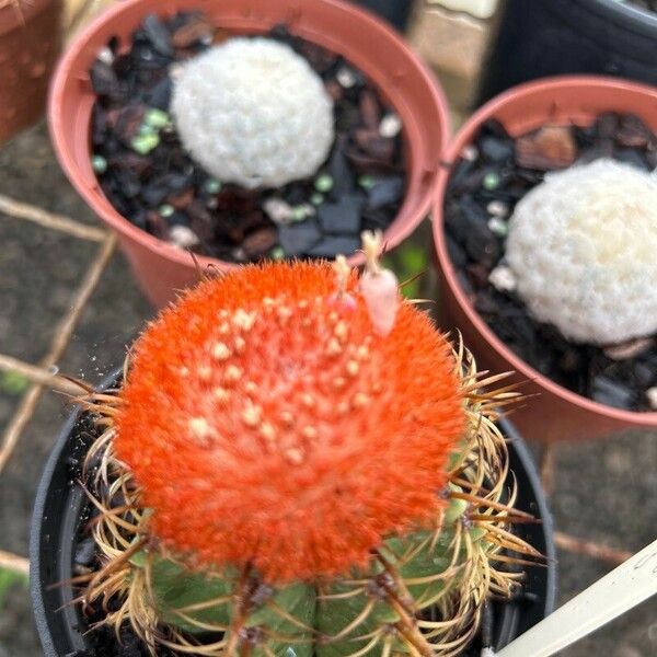 Melocactus matanzanus Bark