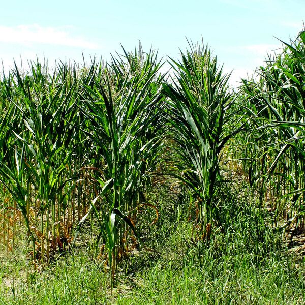 Zea mays Leaf