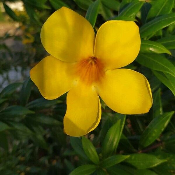 Allamanda cathartica Квітка