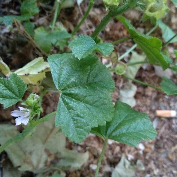 Malva parviflora Листок